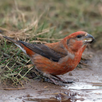 Parrot Crossbill